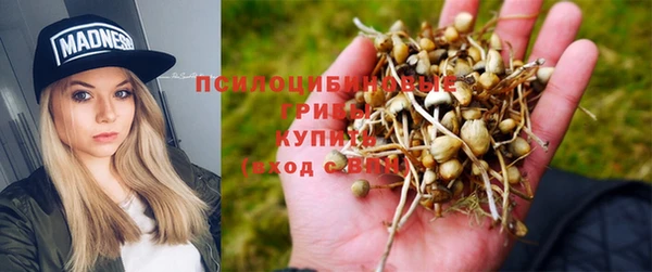 прущие грибы Абаза